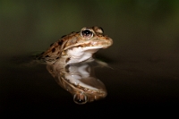 81293 Pelophylax esculentus (Rana verde)
